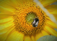 British Bumblebee on Sunflower